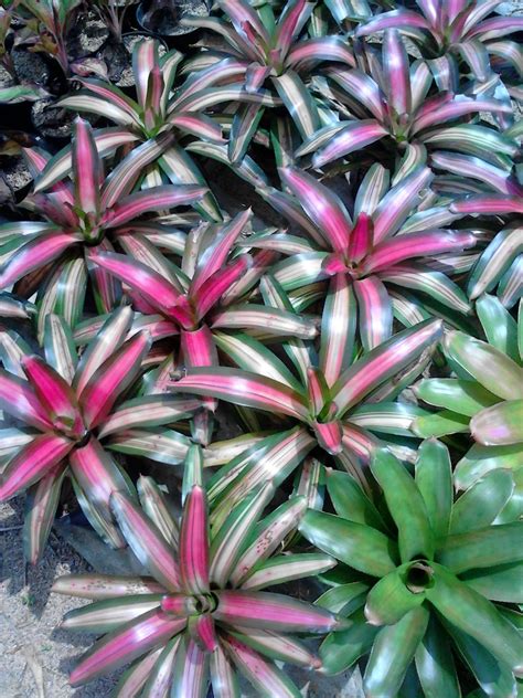 Tanaman hias terbaru, monstera langka bolong unik,duda bolongrp25.000 Jual bromelia three colour | tanaman untuk taman kering ...
