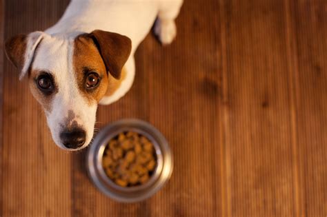 Food Allergy In Dogs Symptoms And Treatment ️ Postposmo Postposmo