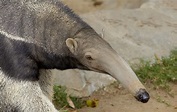 Giant Anteater | San Diego Zoo Animals & Plants