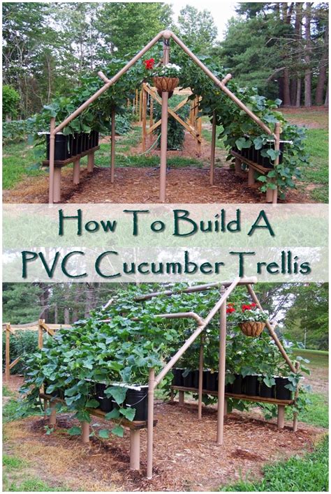 Don't worry, training cucumbers on a trellis isn't hard. How To Build A PVC Cucumber Trellis | SHTFPreparedness