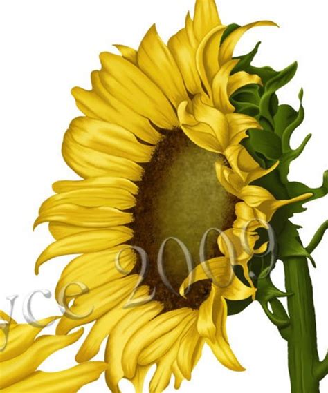 Sunflower Fairy 8x10 Fantasy Fine Art Print Etsy