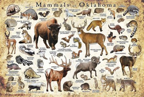 Mammals Of Oklahoma Poster Print