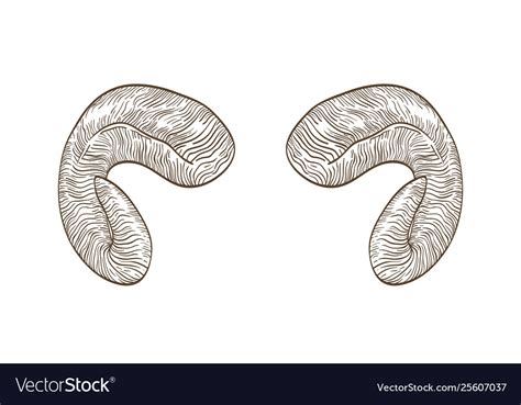 Realistic Drawing Horns Ram Hand Drawn Royalty Free Vector