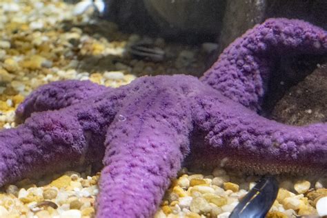 Dsc1285 ~ Purple Sea Star Georgia Aquarium Stephanie Ovdiyenko Flickr