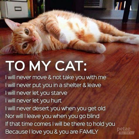 Promises To My Cat Funny Cats Funny Animals Cute Animals Crazy Cat