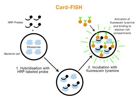 F , most eubacteria detected with probe eub338. FISH protocols