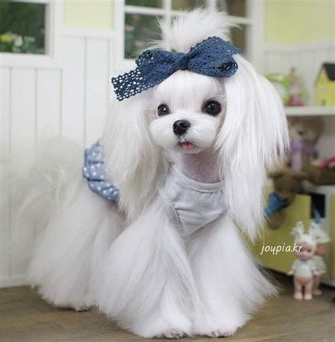 25 Cutest Maltese Haircuts For Your Little Puppy Hairstylecamp