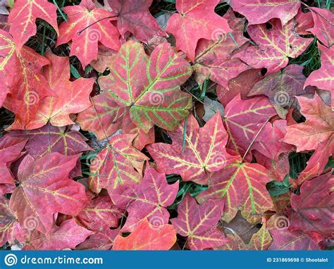 Pretty Fallen Red Leaves In Autumn In October Stock Photo Image Of