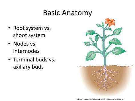 Ppt Plant Anatomy Powerpoint Presentation Free Download Id1126725