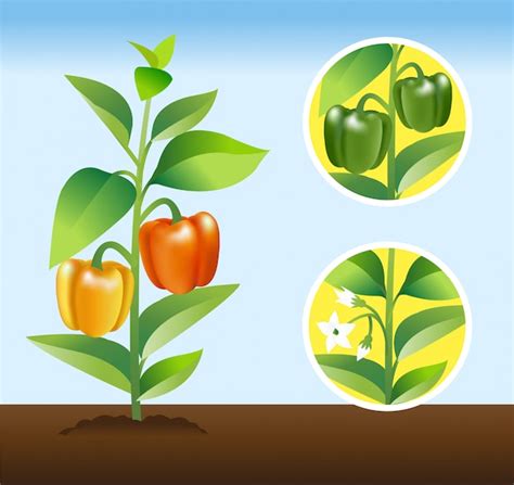 Premium Vector Bell Pepper Plant Stages