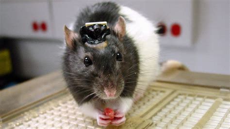 We have all the answers for you right here wait, frame rate? Brain implant lets rats 'see' infrared light | Science | AAAS