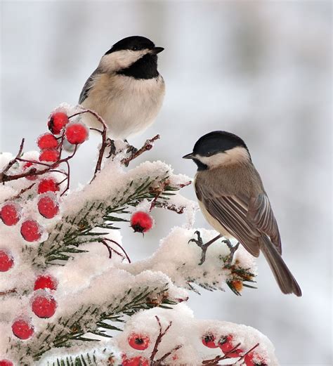 Winter Wonders Discover The Delightful Chickadees In Your Backyard
