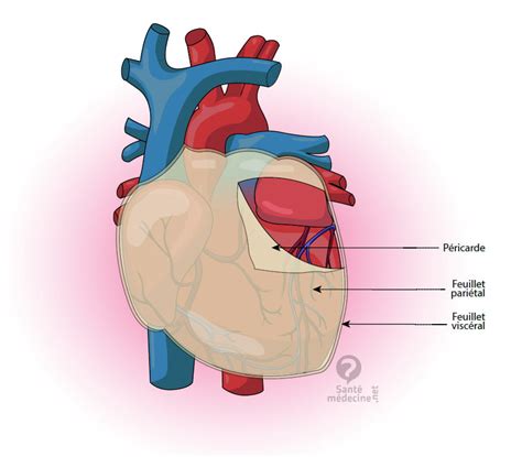 Il classico sintomo della pericardite è il dolore toracico, che ricorda, per certi aspetti, il dolore da attacco di cuore. Péricarde - Définition - Santé-Médecine