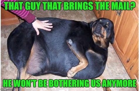 Funniest Fat Dog Memes