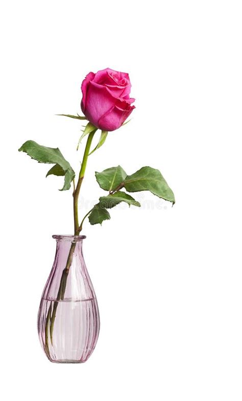 One Rose In A Vase Stock Photo Image Of Elegance Rose 67416316