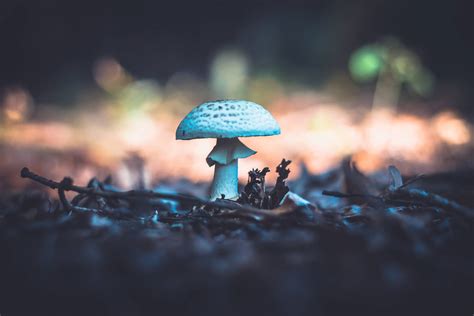 100 Cute Mushroom Wallpapers For Free