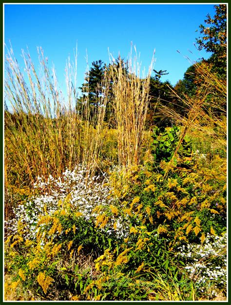 Carol Mattingly Photography Wildflower Meadow In Autumn 2