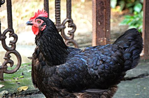 Chicken Free Stock Photo - Public Domain Pictures