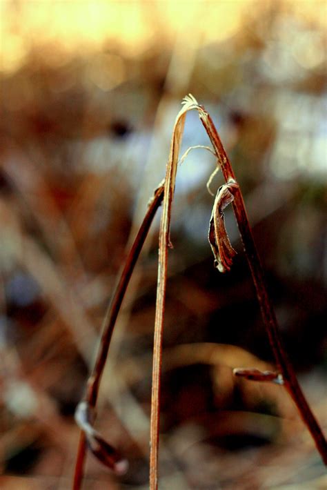 A Bruised Reed You Will Not Despise Truds09 Flickr