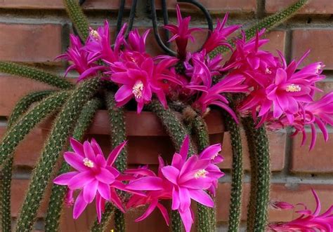 Large cleistocactus winteri golden rat tail cactus/ succulent live plant,5 gal.from $32.50. Aporocactus mallisonii | Cactus flower, Orchid flower ...