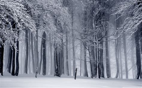 Snow Winter Wallpapers 68 Background Pictures