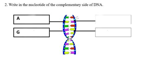 6th Gr Science Natural Selection Diagram Quizlet