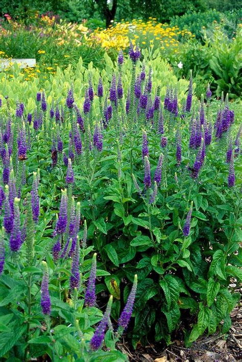 Perennial Plants For Flower Beds Mycoffeepotorg