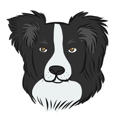 Border Collie Dog Portrait Illustrations Royalty Free Vector Graphics