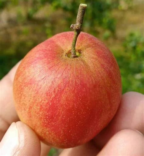 Kashmiri Red Apple Ber Plant Best Plant Nursery In North 24 Parganas Farmar Nursery
