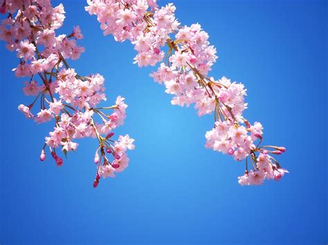 Pink Cherry Blossoms Against A Blue Sky By Vivienne Gucwa Redbubble