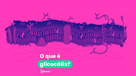 Aprenda O Que é Glicocálix E Como Ele Age Nas Células Resumo