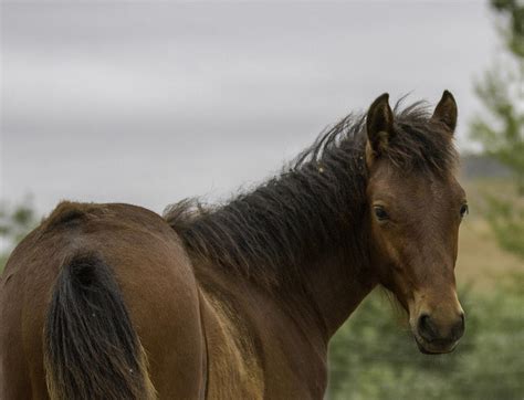 Wild Horse Colt Photograph By Meg Frederick Fine Art America