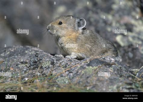 Pika Pika Hi Res Stock Photography And Images Alamy