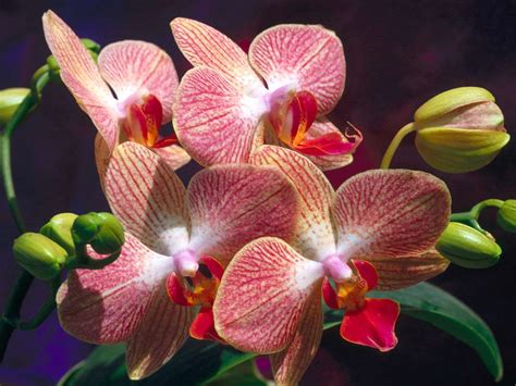 Flowers Wallpapers Orchids Flowers Wallpapers