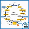 The Citric Acid Cycle (Krebs) | Step by step explanation | Biochemistry
