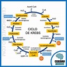 Ciclo de Krebs | Explicacion paso a paso | Resumen Bioquimica