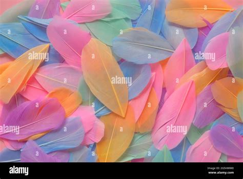 Feathers Background In Pastel Colorsfeathers Texture Feathers Surface
