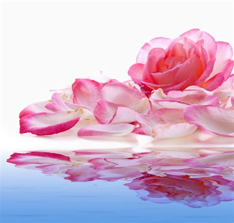 Pink Rose And Water Stock Photo Image Of Beautiful 49590784