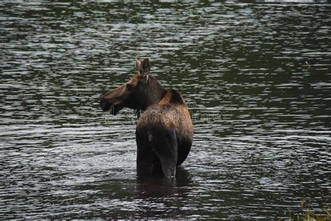 Alaska Close Up Of A Moose Wading And Feeding In A Lake Stock Photo
