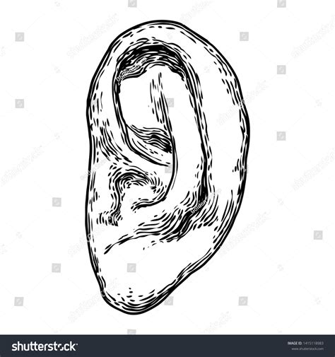 Human Ear Anatomy Body Part Engraved Stock Vector Royalty Free 1415118983