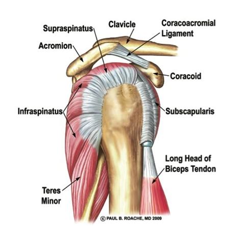 Rotator Cuff The Core Of The Shoulder Duncan Sports Therapy And