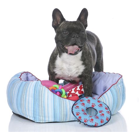 Frenchie bulldog's collection of canine apparel and accessories has small breeds everywhere turning the streets into a runway. The Lowdown on Dog Beds, Including Super Cool Designs