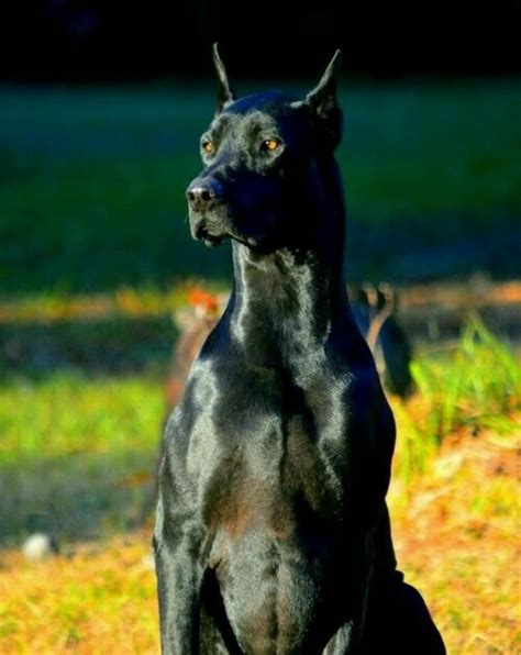 All The Colors And Types Of The Doberman Pinscher Doberman Planet In