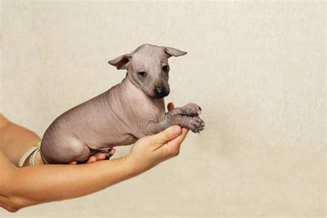 410 Xoloitzcuintli Hairless Dog Stock Photos Pictures And Royalty Free
