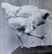 If we know anything about what are some of the key points of staying alive, we are sure that keeping your head on your shoulders at all times is one of them. Mike the Headless Chicken - Wikipedia