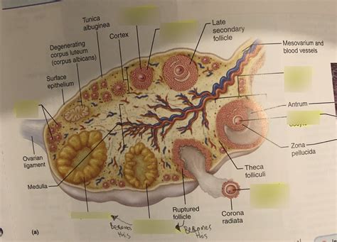 Interior Anatomy Of The Human Ovary Not All Structures Shown Would