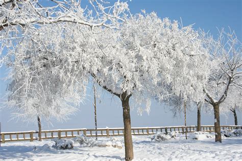 Free Images Tree Branch Snow Cold Frost Ice Weather Season