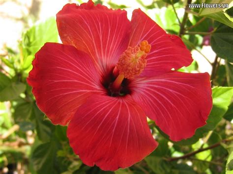 Hawaiian Flower Names And Pictures Insured By Laura
