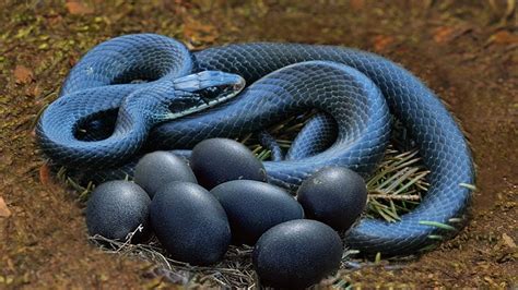What Do Black Snake Eggs Look Like Snake Poin