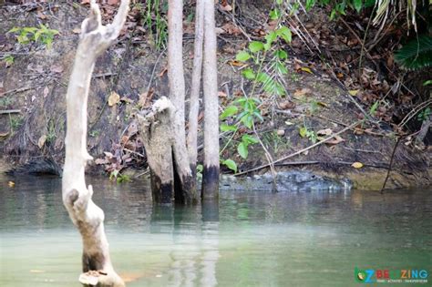 Even if an item is generally permitted, it may be. Monkey River and Manatee Watch Tour | Get To Know Belize ...